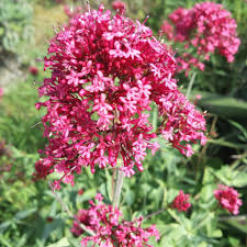 Red Jupiter's Beard Flower seeds for Planting - Cut Flower Favorite, Heirloom & GMO Free Seeds for Home Garden