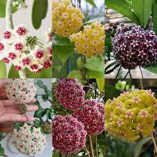 Multi Carnosa Flower Seeds – Sun Loving Heirloom NonGMO Seeds for Home Garden
 
 Sale