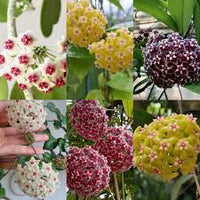 Multi Carnosa Flower Seeds – Sun Loving Heirloom NonGMO Seeds for Home Garden
 
 Sale