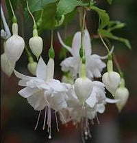 White Fuchsia Hybrida Flower Seeds for Planting – Cut Flower Favorite Heirloom & NonGMO Seeds for Home Garden
 
 Sale