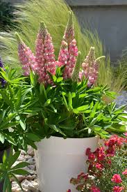 Light Pink Lupine Flower Seeds for Planting Fragrant Blossoms Heirloom & GMO Free Seeds for Home Garden
 
 Sale