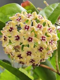 Green Purple Hoya Carnosa Flower Seeds for Planting Low Maintenance Heirloom & GMO Free Seeds for Home Garden
 
 Sale