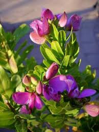 September Bush Flower seeds for Planting Cottage Garden Essential Heirloom & GMO Free Seeds for Home Garden