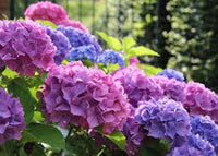 Blue,Pink,Purple Hydrangea Flower seeds for Planting - Shade Tolerant, Heirloom & GMO Free Seeds for Home Garden