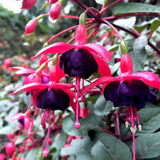 Black & Pink Fuchsia Flower seeds for Planting - Wildflower Mix, Heirloom & GMO Free Seeds for Home Garden