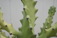 Heirloom Euphorbia Mayurnathanii Flower seeds for Planting Fragrant Blossoms Heirloom & GMO Free Seeds for Home Garden