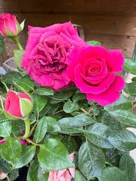 Deep Pink Rose Flower seeds for Planting - Shade Tolerant, Heirloom & GMO Free Seeds for Home Garden