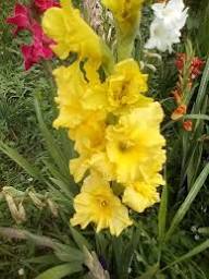 Light Yellow Gladiolus Flower Seeds for Planting Drought Tolerant Heirloom & GMO Free Seeds for Home Garden
 
 Sale
