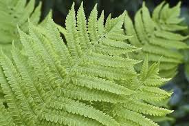 Light Green Fern Pteridophyta Seeds for Planting Garden Favorite Heirloom & GMO Free Seeds for Home Garden
 
 Sale