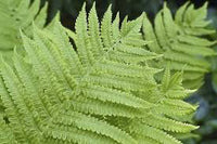 Light Green Fern Pteridophyta Seeds for Planting Garden Favorite Heirloom & GMO Free Seeds for Home Garden
 
 Sale