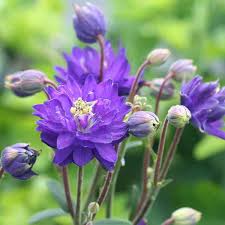 Dark Violet Aquilegia Flower Seeds for Planting Colorful Display Heirloom & GMO Free Seeds for Home Garden
 
 Sale