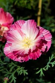 Pink Eschscholtzia Flower Seeds for Planting – Heirloom NonGMO Seasonal Bloomer Organic Garden Seeds with High Germination
 
 Sale