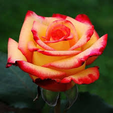 Red Orange Rose Flower seeds for Planting - Colorful Display, Heirloom & GMO Free Seeds for Home Garden