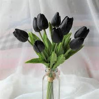 Black Tulip Flower seeds for Planting Premium Quality Heirloom & GMO Free Seeds for Home Garden
