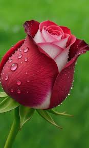 Rose Flower seeds for Planting Compact Growth Heirloom & GMO Free Seeds for Home Garden