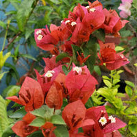 Brown Bougainvillea Flower seeds for Planting - Premium Quality, Heirloom & GMO Free Seeds for Home Garden