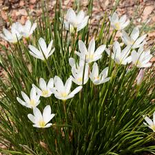 Zephyranthes Carinata Flower seeds for Planting Low Maintenance Heirloom & GMO Free Seeds for Home Garden