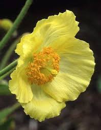 Yellow Perennial Flower seeds for Planting Premium Quality Heirloom & GMO Free Seeds for Home Garden