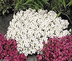 Pink White Rock Cress Flower Seeds for Planting Bright Blooms Heirloom & GMO Free Seeds for Home Garden
 
 Sale