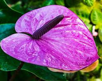 Violet Anthurium Flower Seeds for Planting Cut Flower Favorite Heirloom & GMO Free Seeds for Home Garden
 
 Sale