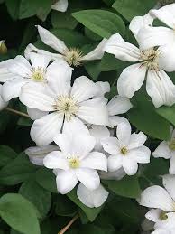 White Clematis Flower seeds for Planting - Compact Growth, Heirloom & GMO Free Seeds for Home Garden