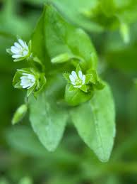 Chickweed Flower seeds for Planting - Bright Blooms, Heirloom & GMO Free Seeds for Home Garden