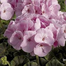 Light Purple Climbing Geranium Flower Seeds for Planting Hardy Variety Heirloom & GMO Free Seeds for Home Garden
 
 Sale