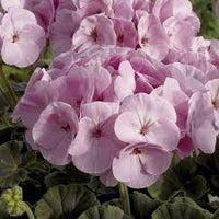 Light Purple Climbing Geranium Flower Seeds for Planting Hardy Variety Heirloom & GMO Free Seeds for Home Garden
 
 Sale