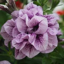 Light Violet Double Petal Petunia Seeds, Heirloom Non-GMO Fragrant Flowers for Home Garden