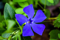 Vinca Minor Seeds for Planting - Hardy Perennial Flower Seeds
