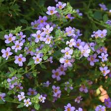 Bacopa Blutopia Flower seeds for Planting - Premium Quality, Heirloom & GMO Free Seeds for Home Garden