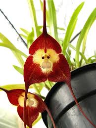 Dark Red Monkey Face Orchid Flower seeds for Planting - Hardy Variety, Heirloom & GMO Free Seeds for Home Garden