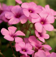 Sorrel Flower seeds for Planting - Cut Flower Favorite, Heirloom & GMO Free Seeds for Home Garden