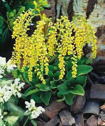 Yellow Chiastophyllum Flower seeds for Planting - Cottage Garden Essential, Heirloom & GMO Free Seeds for Home Garden
 
 Sale