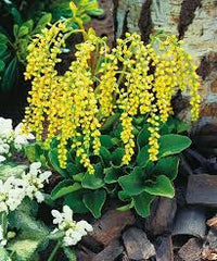 Yellow Chiastophyllum Flower seeds for Planting - Cottage Garden Essential, Heirloom & GMO Free Seeds for Home Garden
 
 Sale