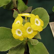 Yellow Primula Auricula Flower seeds for Planting - Pollinator Friendly, Heirloom & GMO Free Seeds for Home Garden