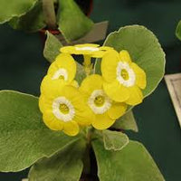 Yellow Primula Auricula Flower seeds for Planting - Pollinator Friendly, Heirloom & GMO Free Seeds for Home Garden