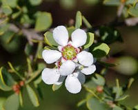 Leptospermum Flower seeds for Planting Long Bloom Season Heirloom & GMO Free Seeds for Home Garden