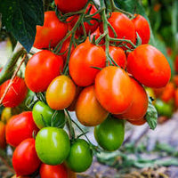 Grape Tomato Seeds - Delicious Vegetable Seeds for Your Garden