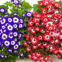 Cineraria Flower seeds for Planting Cottage Garden Essential Heirloom & GMO Free Seeds for Home Garden