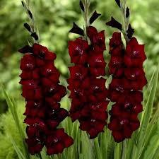 Maroon Gladiolus Flower Seeds for Planting – Sun Loving Heirloom & NonGMO Seeds for Home Garden
 
 Sale