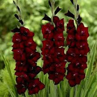 Maroon Gladiolus Flower Seeds for Planting – Sun Loving Heirloom & NonGMO Seeds for Home Garden
 
 Sale
