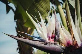 Cream Strelitzia Reginae Seeds Flower seeds for Planting Low Maintenance Heirloom & GMO Free Seeds for Home Garden