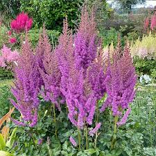 Lavender Astilbe Flower seeds for Planting Bright Blooms Heirloom & GMO Free Seeds for Home Garden 
 
 Sale