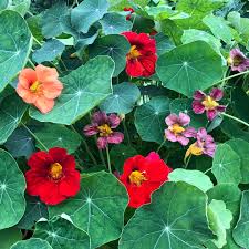 Burgundy Nasturtium Flower Seeds for Planting Sun Loving Heirloom & GMO Free Seeds for Home Garden
 
 Sale