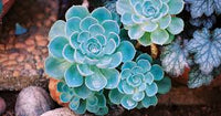 Sky Blue Succulent Flower Seeds for Planting Vibrant Colors Heirloom & GMO Free Seeds for Home Garden
 
 Sale