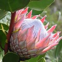 Pink White Protea Flower seeds for Planting - Wildflower Mix, Heirloom & GMO Free Seeds for Home Garden
