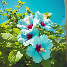 Sky Blue Hibiscus Flower Seeds for Planting Pollinator Friendly Heirloom & GMO Free Seeds for Home Garden
 
 Sale