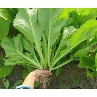 Chinese Mustard Seeds for Planting