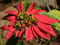 Euphorbia Pulcherrima Flower seeds for Planting - Cut Flower Favorite, Heirloom & GMO Free Seeds for Home Garden